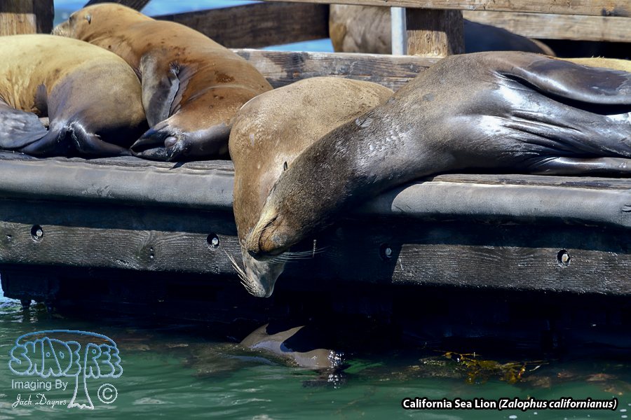 California Sea Lion - Zalophus californianus