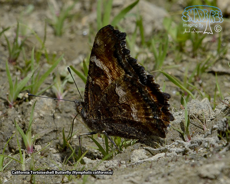 California Tortoiseshell Butterfly - Nymphalis californica