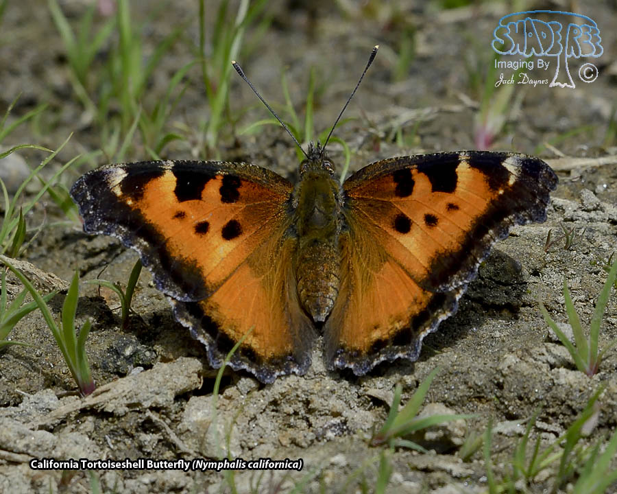 California Tortoiseshell Butterfly - Nymphalis californica