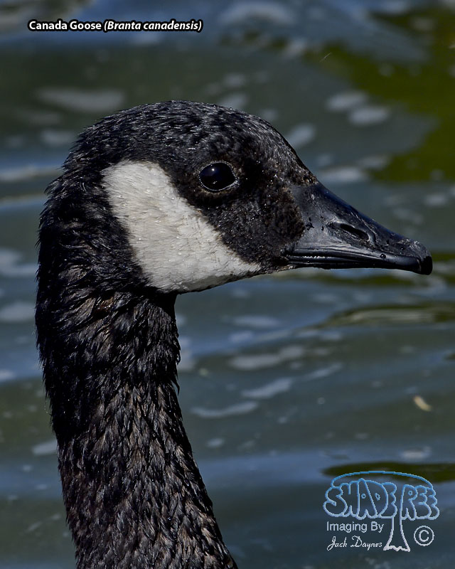 Canada Goose - Branta canadensis