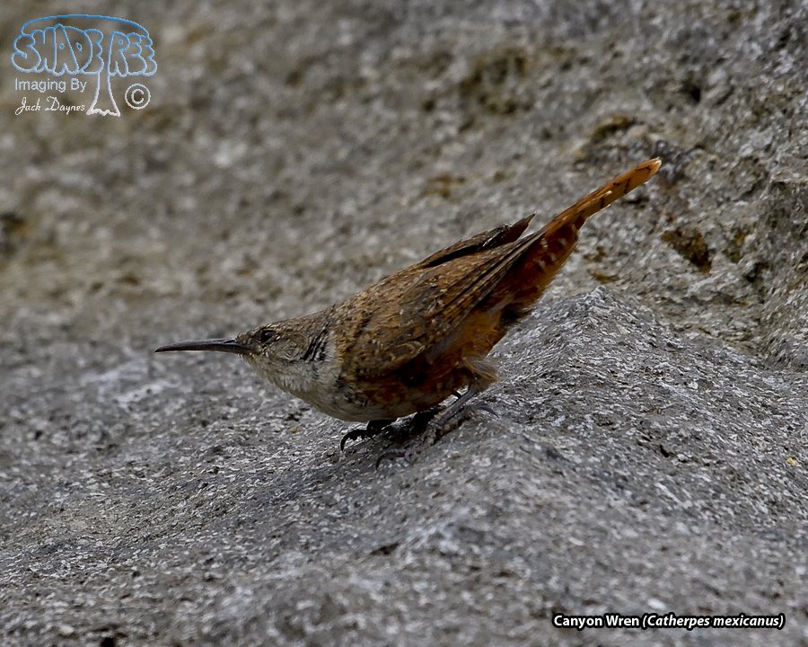 Canyon Wren - Catherpes mexicanus