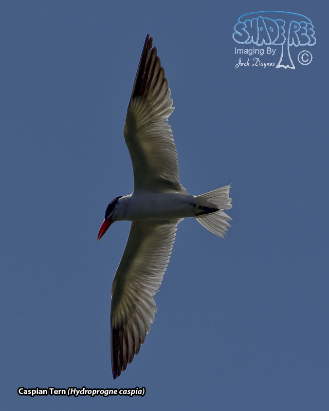 Caspian Tern - Hydroprogne caspia