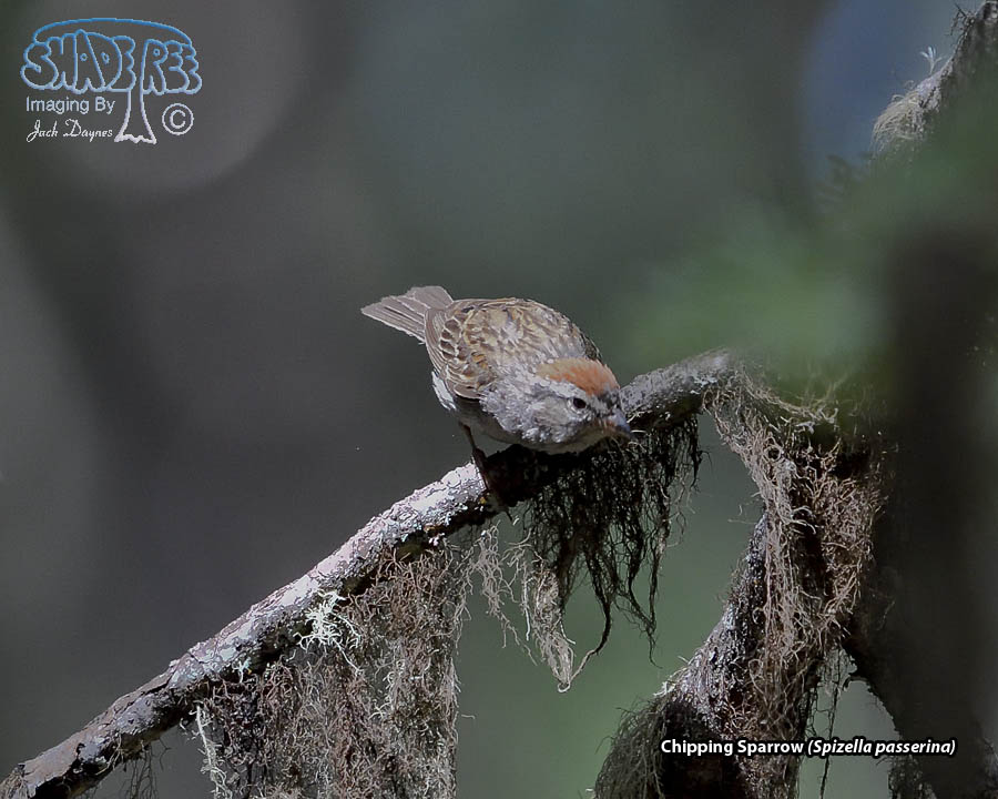 Chipping Sparrow - Spizella passerina