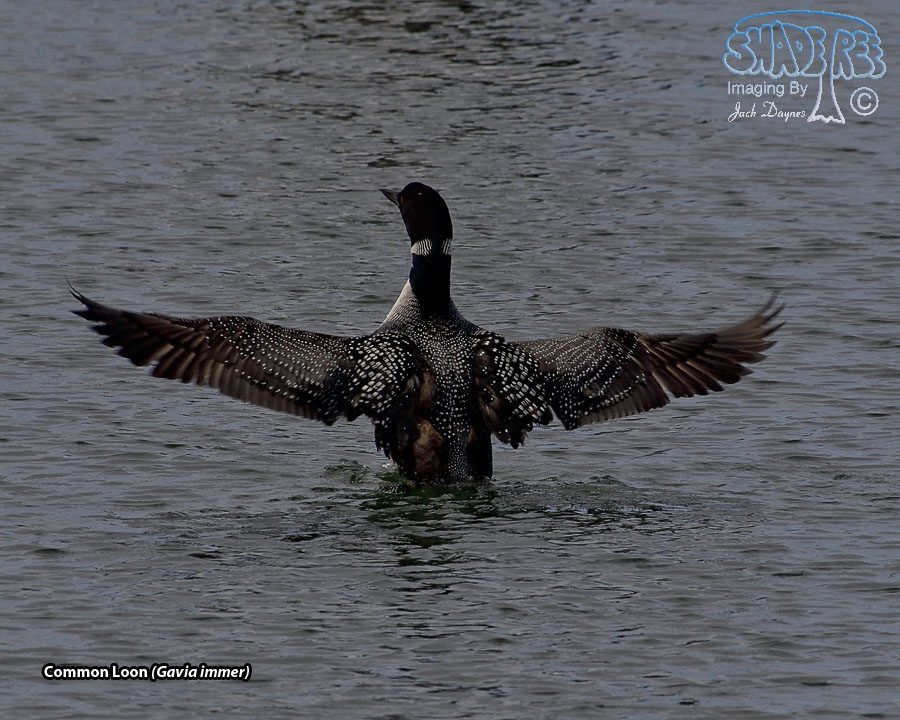 Common Loon - Gavia immer