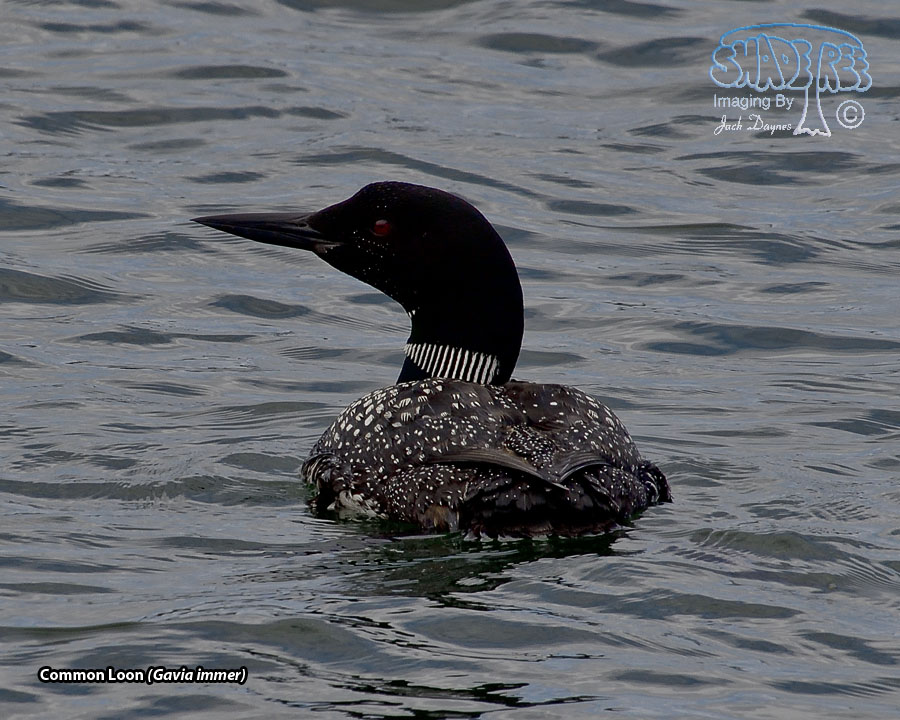 Common Loon - Gavia immer