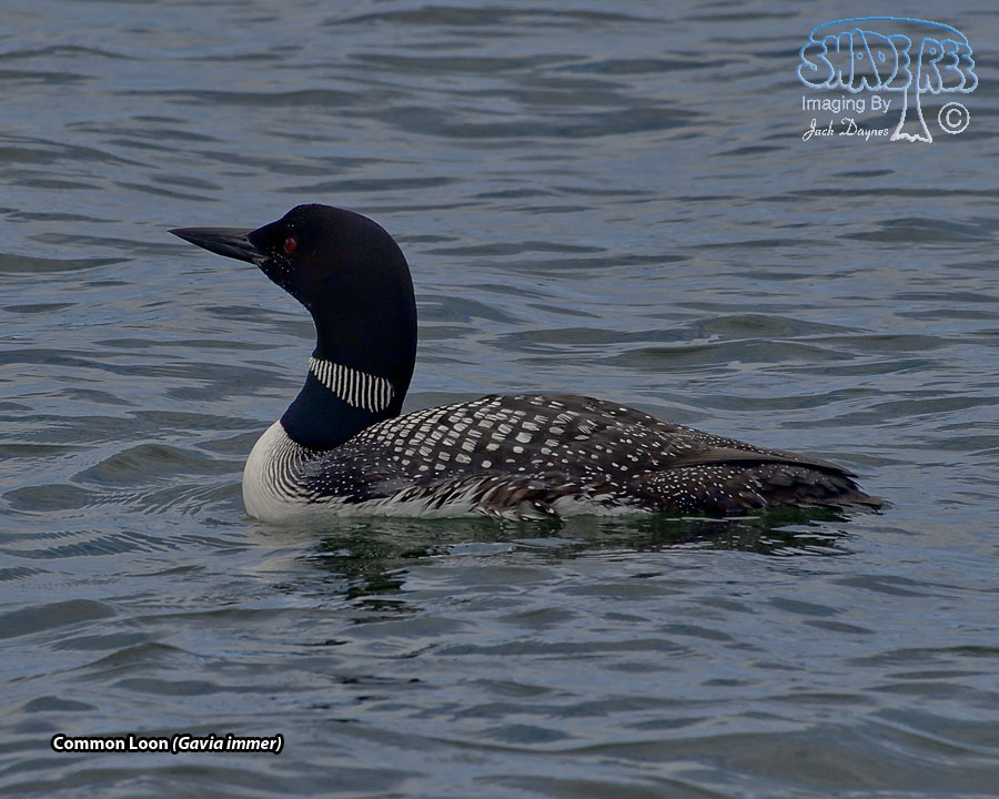Common Loon - Gavia immer