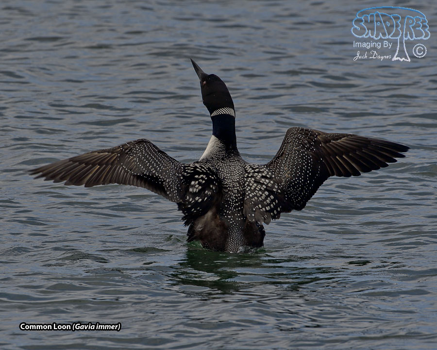 Common Loon - Gavia immer