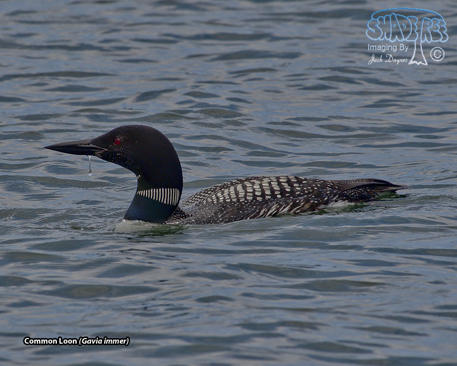 Common Loon - Gavia immer