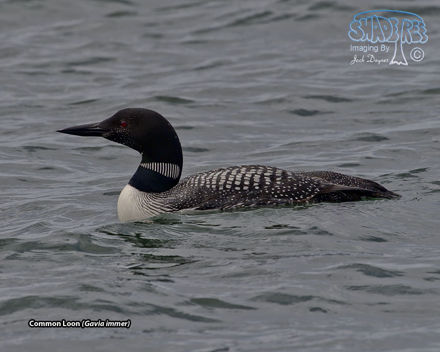 Common Loon - Gavia immer
