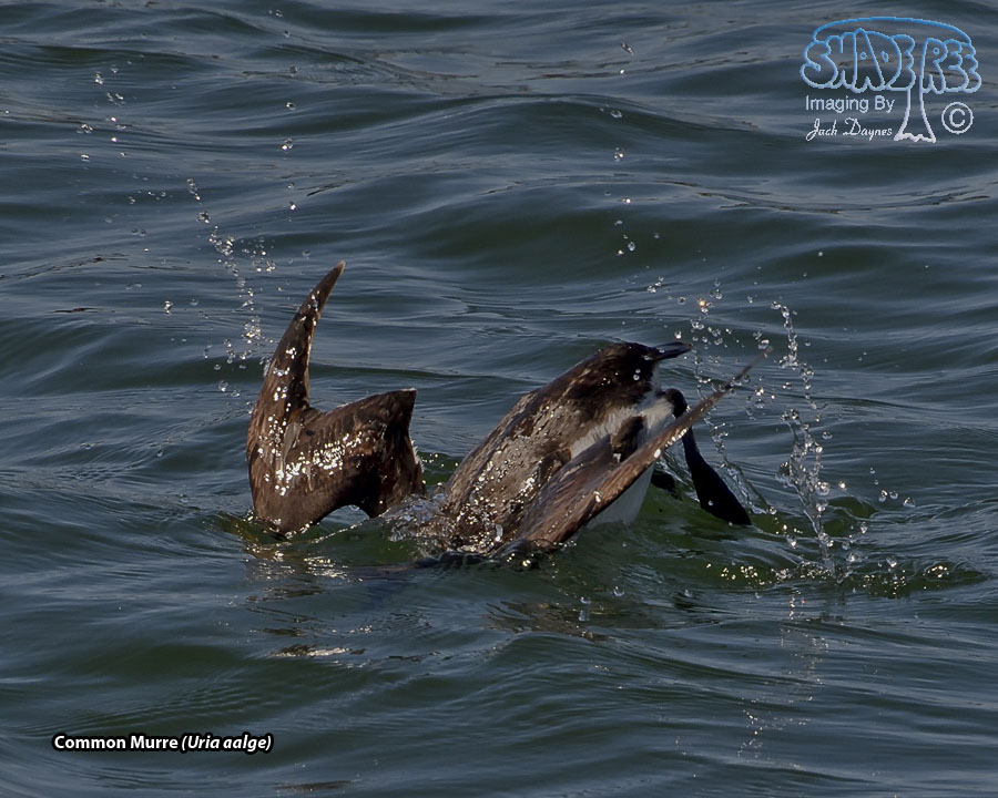 Common Murre - Uria aalge