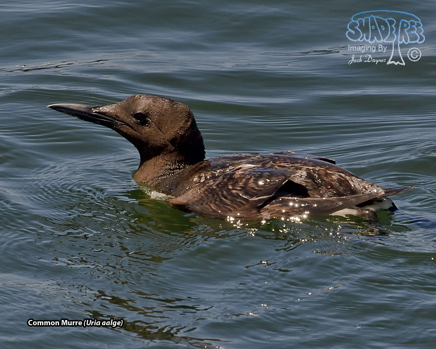 Common Murre - Uria aalge