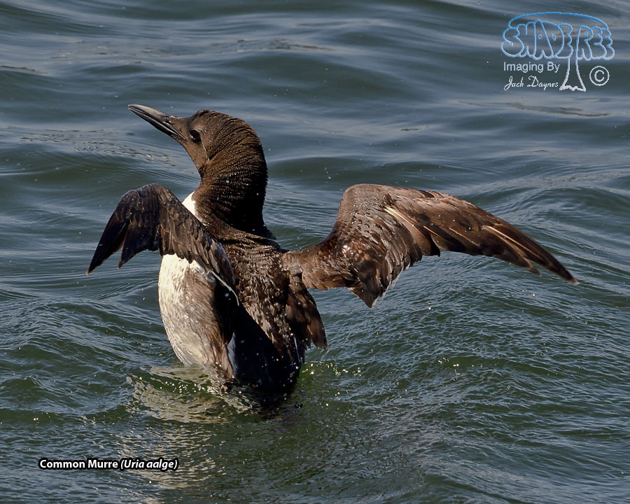 Common Murre - Uria aalge