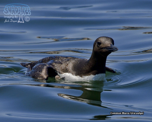2019-08-12 Day Two in Crescent City
