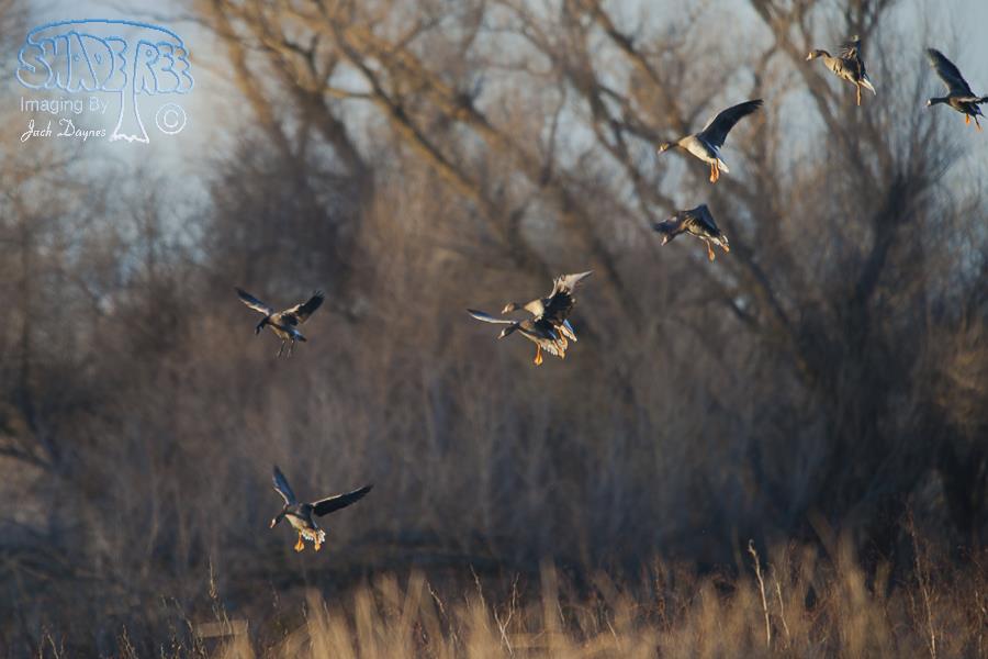 Greater White-Fronted Goose - Anser albifrons
