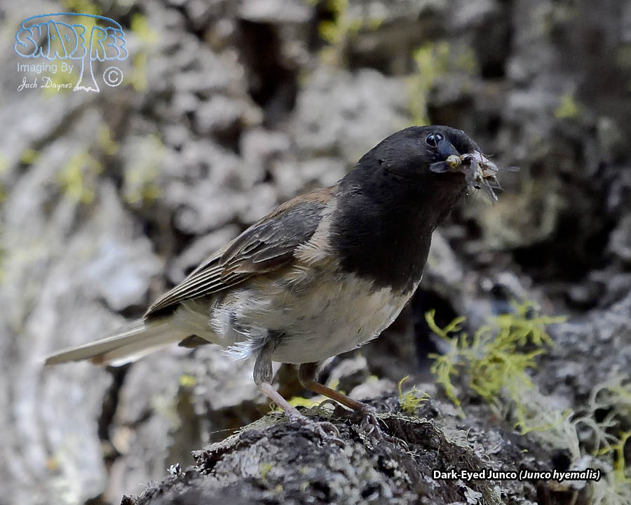Dark-Eyed Junco - Junco hyemalis