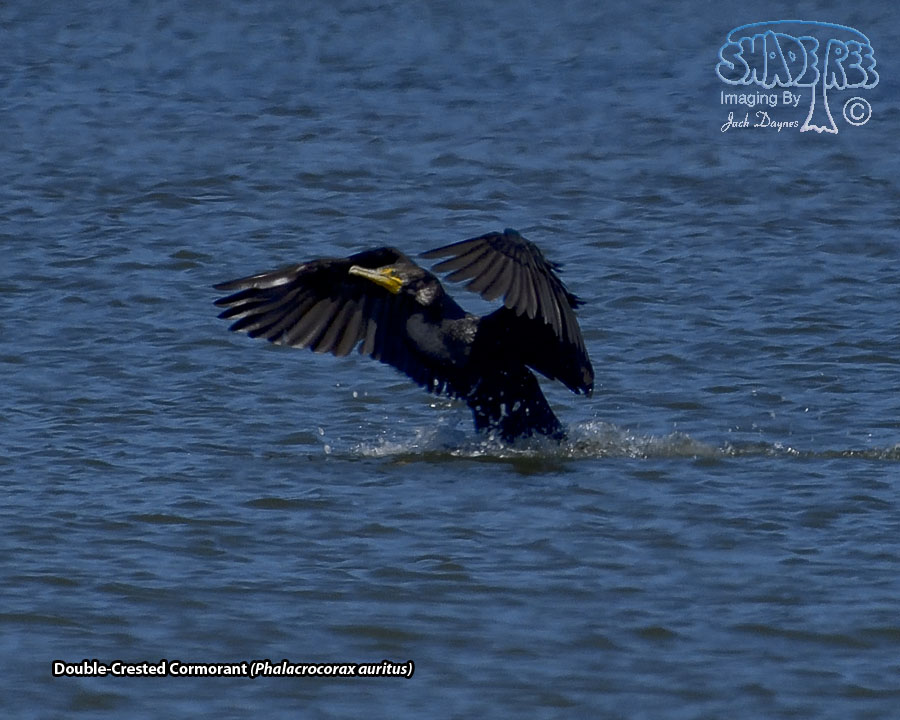 Double-Crested Cormorant - Phalacrocorax auritus