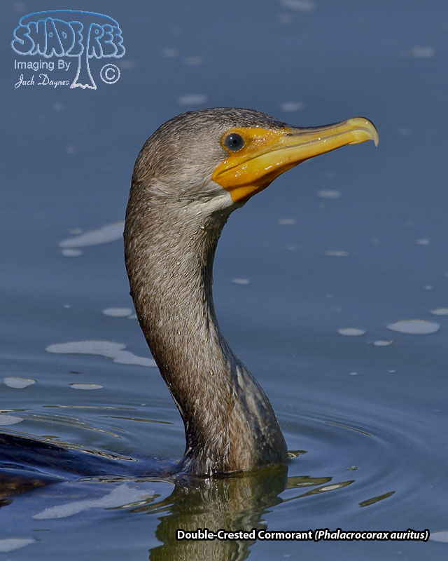 Double-Crested Cormorant - Phalacrocorax auritus