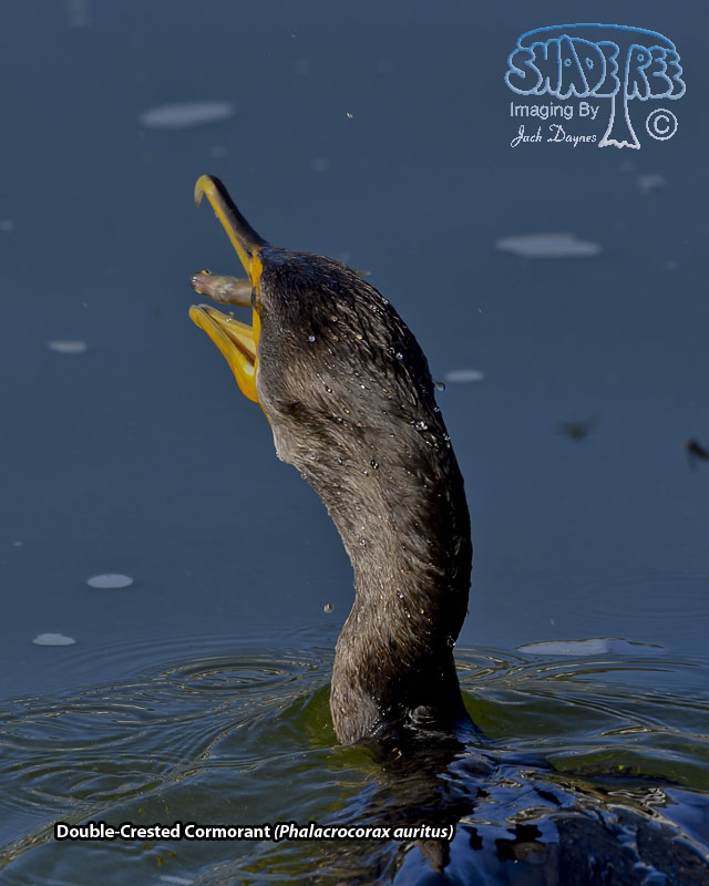 Double-Crested Cormorant - Phalacrocorax auritus