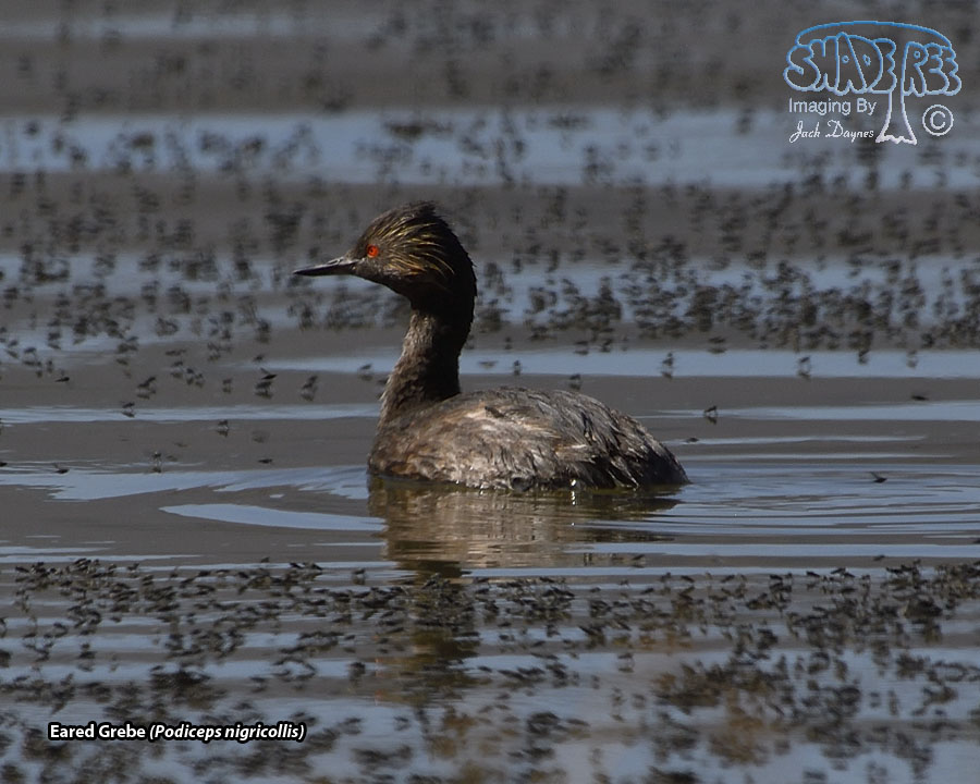 Eared Grebe - Podiceps nigricollis