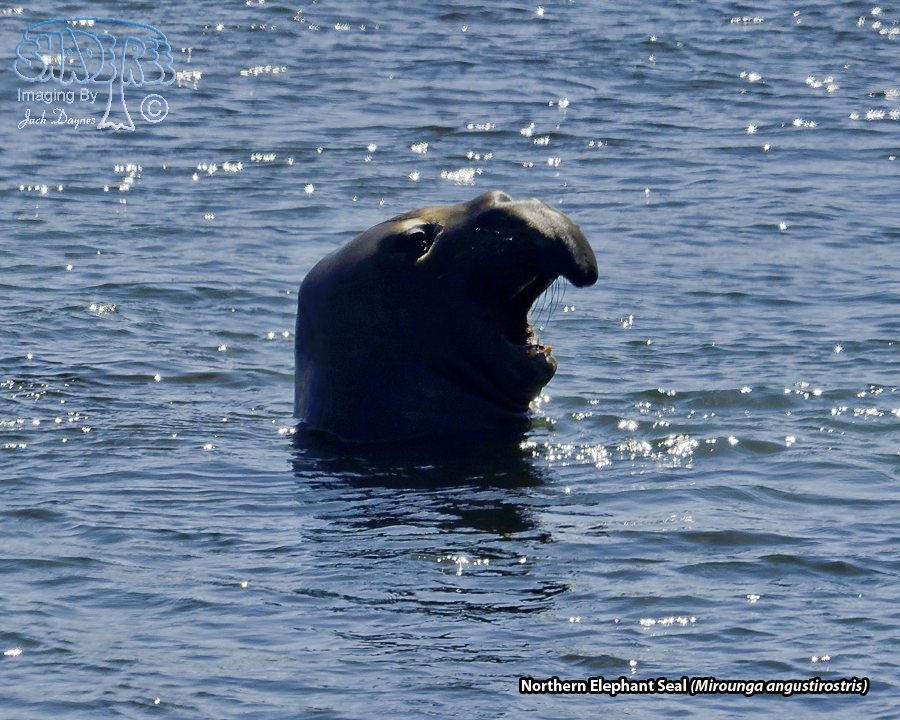 Northern Elephant Seal - Mirounga angustirostris