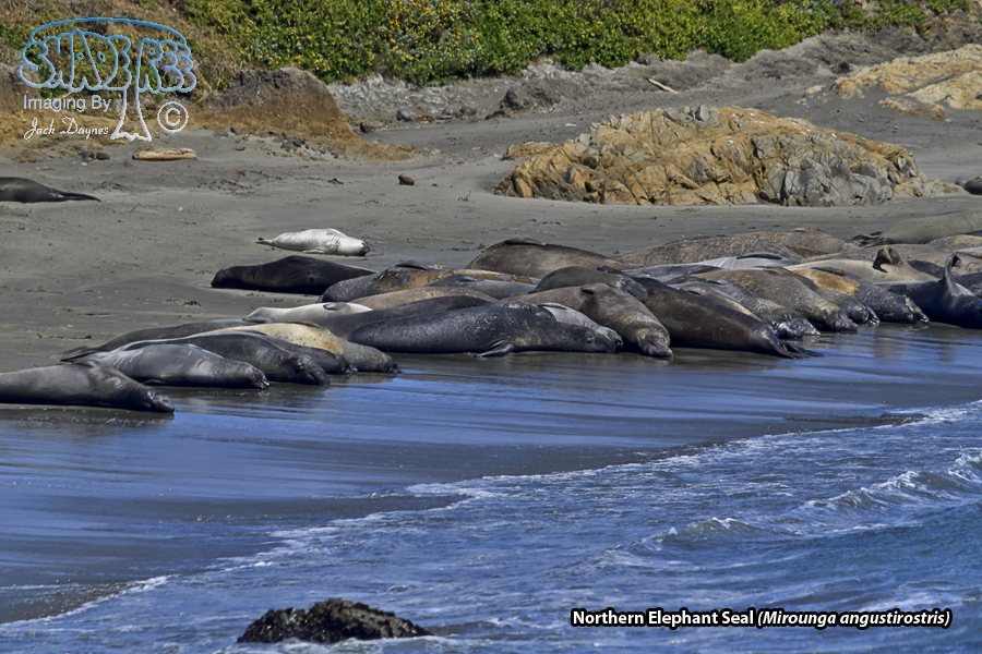 Northern Elephant Seal - Mirounga angustirostris