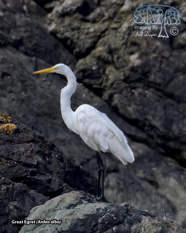 Great Egret - Ardea alba