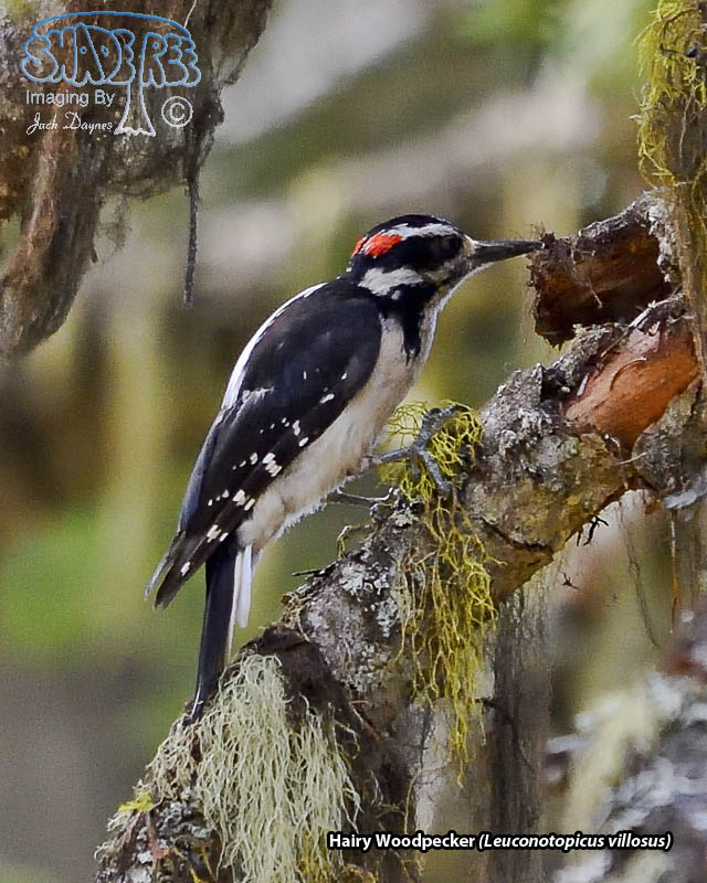 Hairy Woodpecker - Leuconotopicus villosus