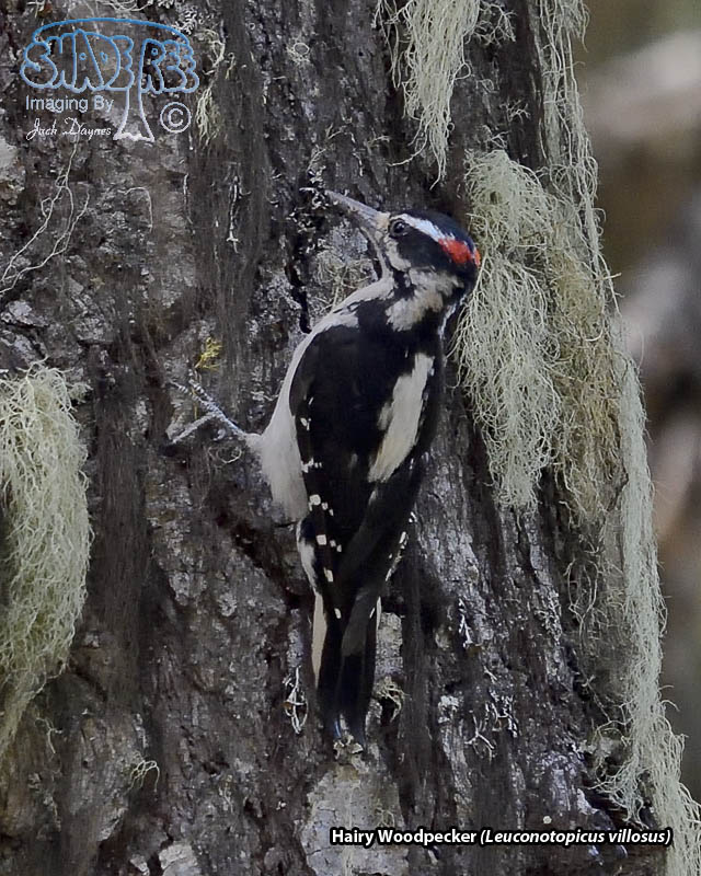Hairy Woodpecker - Leuconotopicus villosus