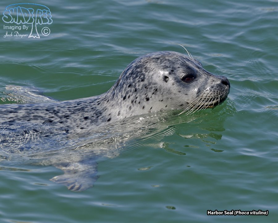 Harbor Seal - Phoca vitulina