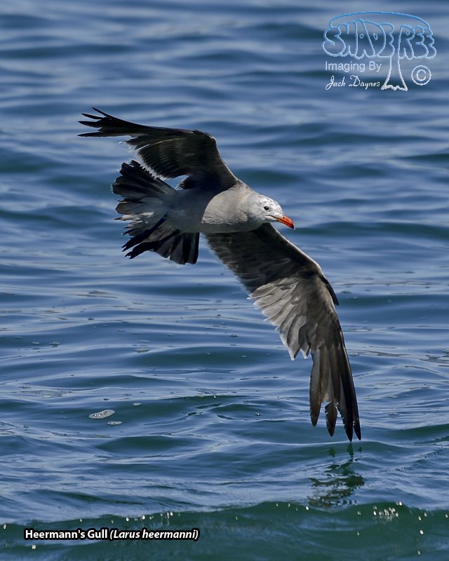 HeermannsGull - Larus heermanni