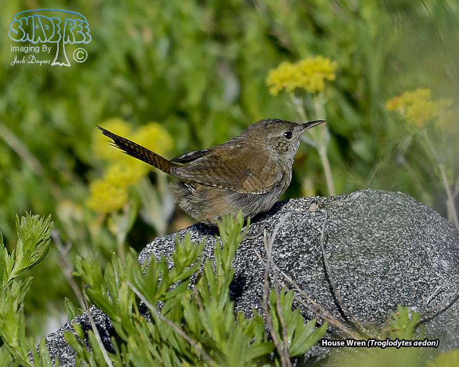 House Wren - Troglodytes aedon