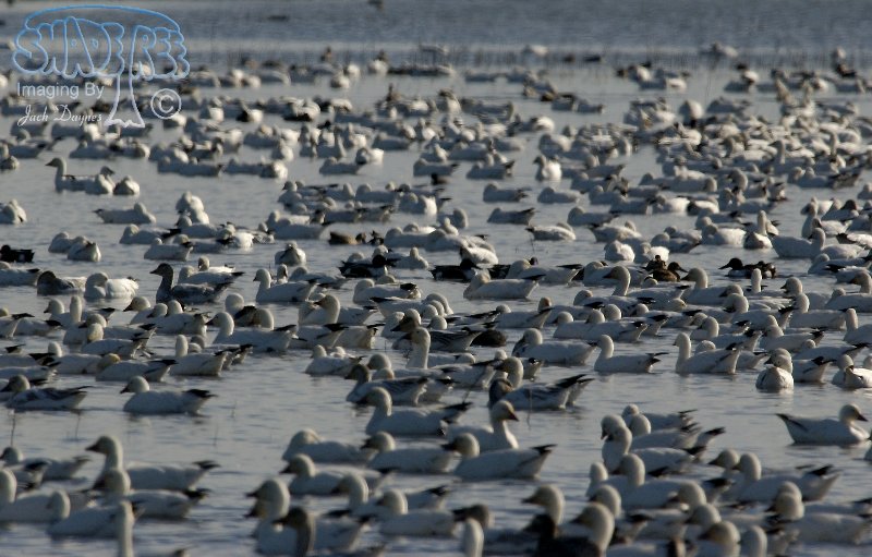 Snow Goose - Anser caerulescens