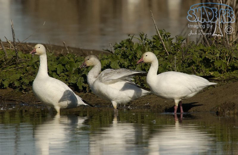 Snow Goose - Anser caerulescens