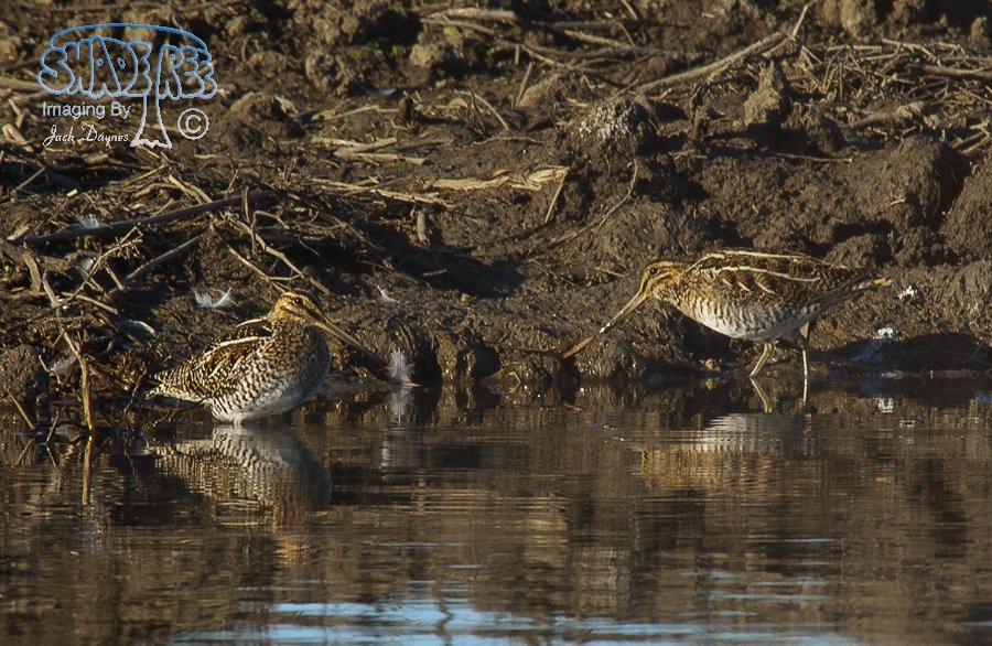 Wilson's Snipe - Gallinago delicata