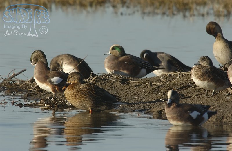 American Wigeon - Mareca americana