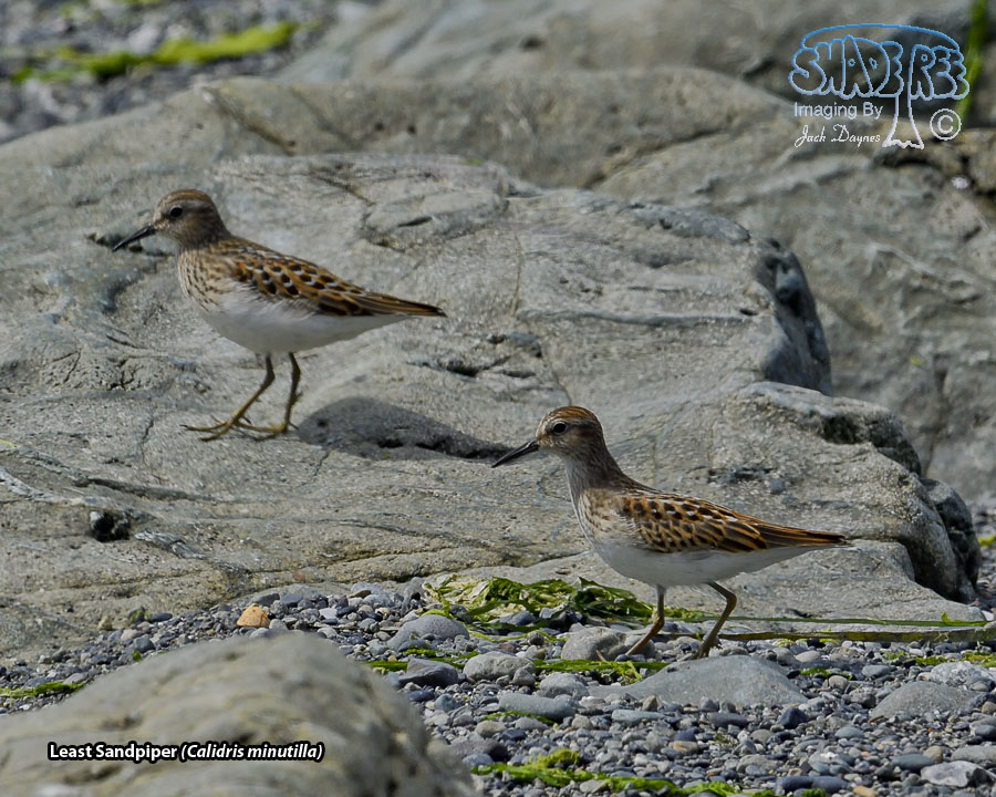 Least Sandpiper - Calidris minutilla