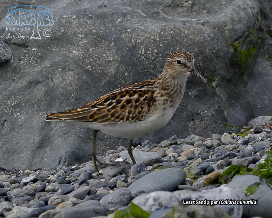 Least Sandpiper - Calidris minutilla
