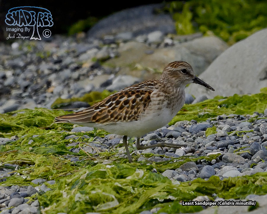 Least Sandpiper - Calidris minutilla