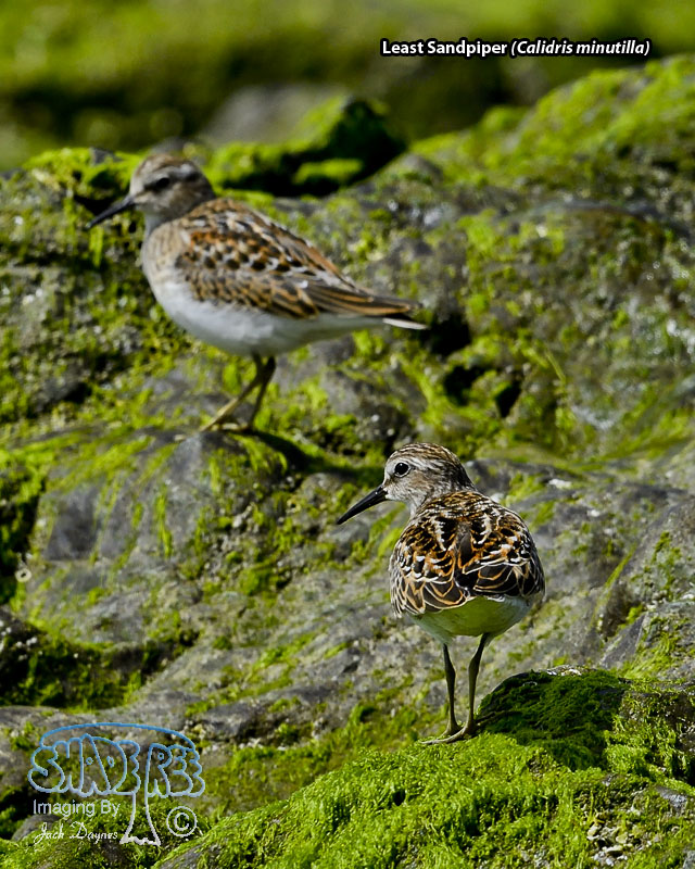 Least Sandpiper - Calidris minutilla