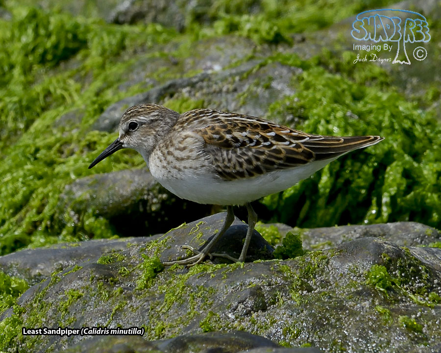 Least Sandpiper - Calidris minutilla