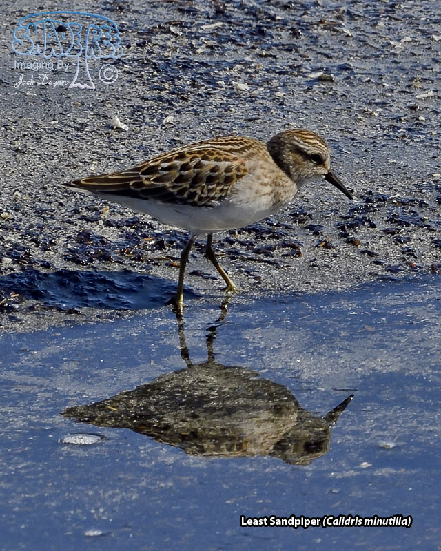 Least Sandpiper - Calidris minutilla