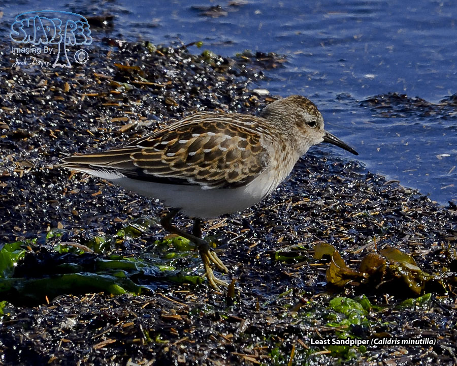 Least Sandpiper - Calidris minutilla