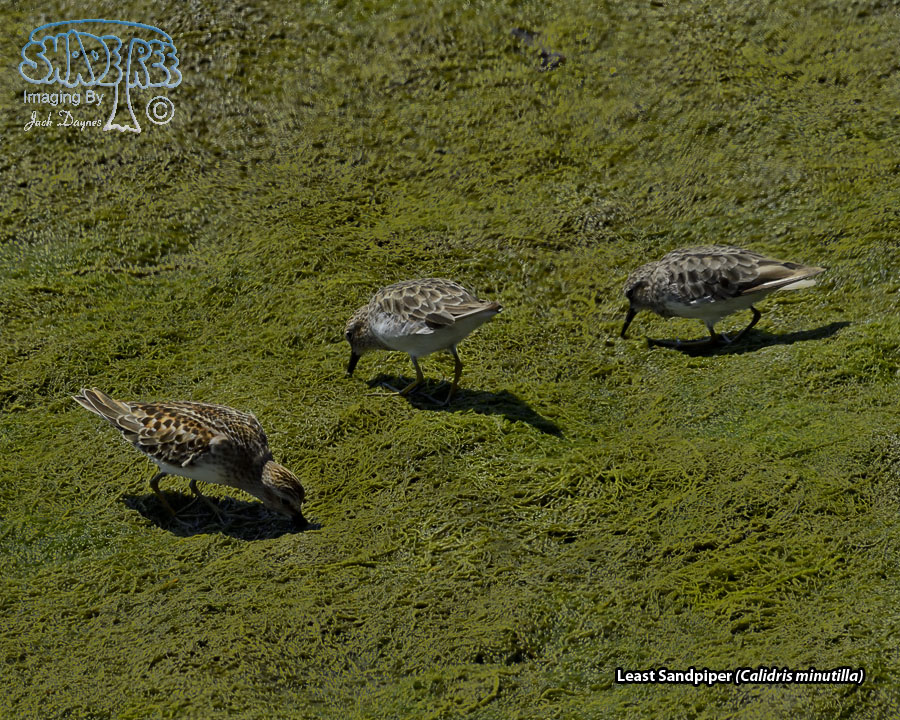 Least Sandpiper - Calidris minutilla