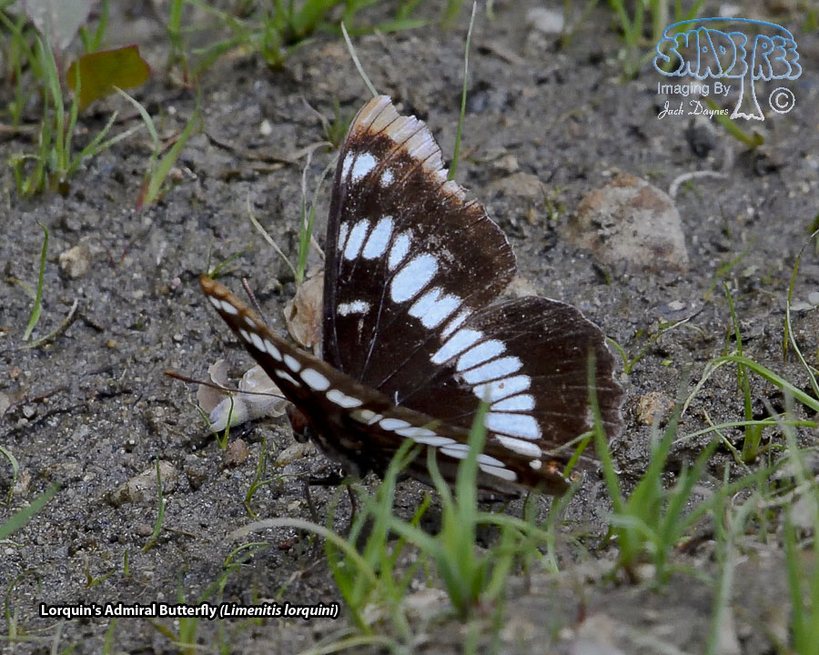 Lorquin's Admiral Butterfly - Limenitis lorquini
