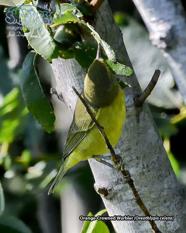 Orange-Crowned Warbler - Oreothlypis celata
