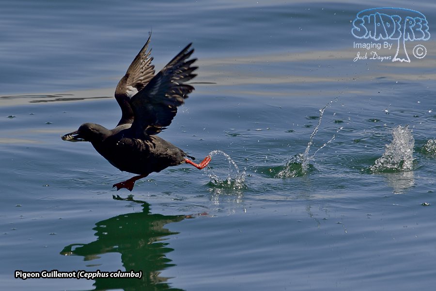 Pigeon Guillemot - Cepphus columba