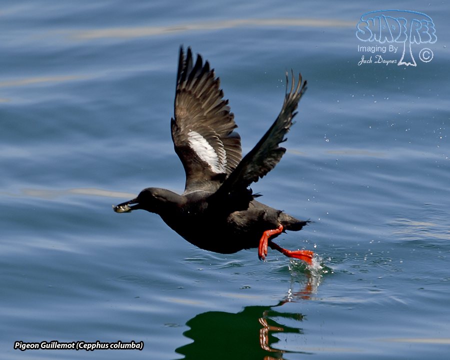 Pigeon Guillemot - Cepphus columba
