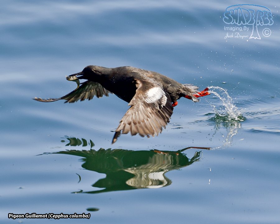 Pigeon Guillemot - Cepphus columba
