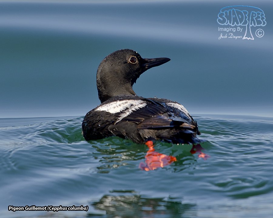 Pigeon Guillemot - Cepphus columba