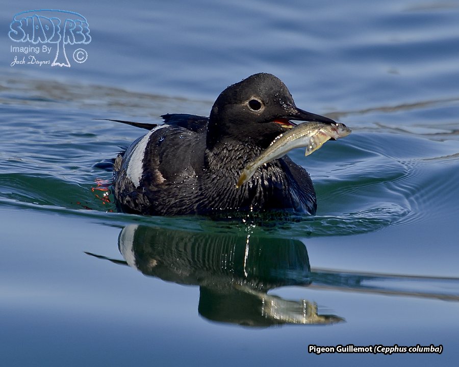 Pigeon Guillemot - Cepphus columba
